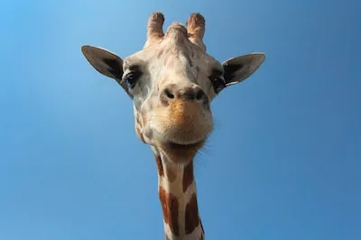 Interpreting Giraffe Dreams: Symbolic Meanings & Predictions Unveiled