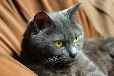 Decoding Russian Blue Cat Dreams: Spiritual Awakening and Beyond