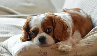 Meaning of Dreams About Cocker Spaniels: Playfulness, Support, and More