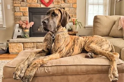 Unveiling the Meaning and Psychological Significance of Great Dane Dreams