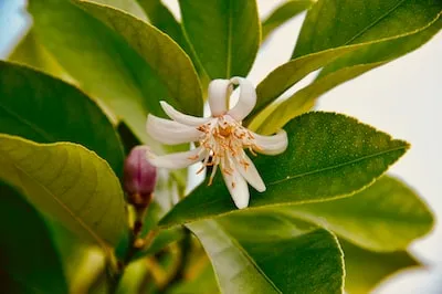 Meaning of Lemon Tree in Dreams: Prosperity, Growth, and Hope