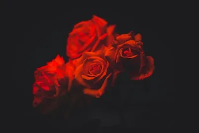 Understanding Love and Emotion: the Symbolism of Red Rose Dreams Explained