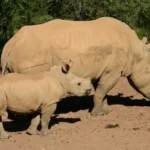 two gray rhinos