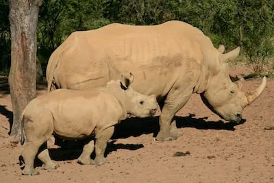 Understanding Rhino Dreams: Strength, Transformation & Perseverance