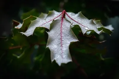 Holly Bush Dream Meanings: Protection, Luck and New Beginnings