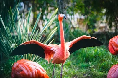 Meaning Behind Flamingo Dreams: Good Fortune and More