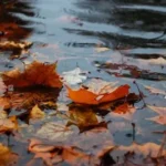 autumn leaves on body of water