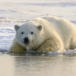 polar bear on water during daytime