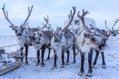 Meaning of Reindeer Dreams: Aspiration, Power, and More