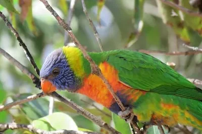 Decoding Rainbow Lorikeet Dreams: Spiritual Harmony and Inner Growth