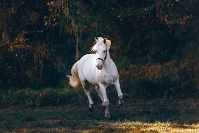 Meaning of White Horse Dream: Fresh Start, Hope, and More