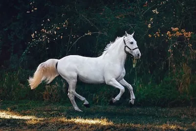 Interpreting Dreaming of a Horse: Freedom, Power, and Strength