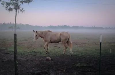 Interpretation of Appaloosa Horse Dreams: Strength, Success, and More