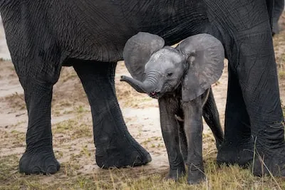 Symbolism of Dreaming About a Baby Elephant: Growth and Transformation