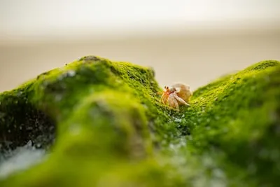 Understanding Hermit Crab Dreams: Emotional Growth & Personal Stability