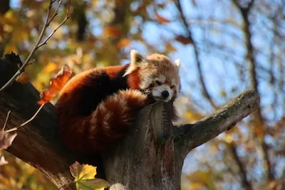 Discover the Symbolism and Personal Growth Associated With Red Panda Dreams