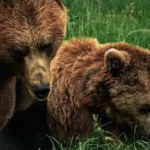 two brown bears on grass field