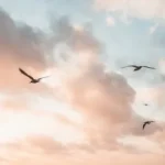 birds flying during day