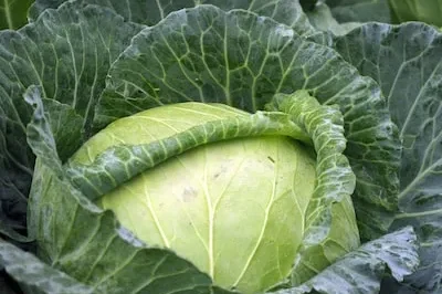 Unlocking Wealth and Growth: Interpreting Cabbage Dreams