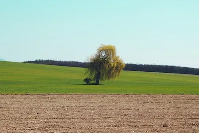 Interpreting Willow Tree Dreams: Emotional Impact & Spiritual Connections