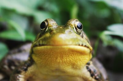 Understanding Frog Dreams: Meanings and Spiritual Implications