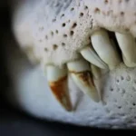 a close up of the teeth of a dog