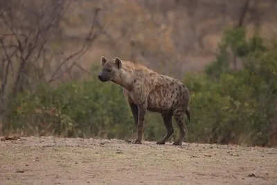 Hyena Dreams Decoded: Emotional Outpouring, Danger & Transformation