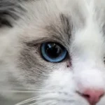 a close up of a cat with blue eyes