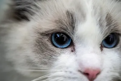 Interpreting Ragdoll Cat Dreams: a Guide to Their Emotional Significance