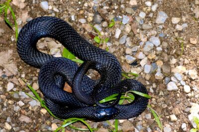 Meanings of Black Snake Dreams: Cultural, Spiritual, and Biblical Interpretations