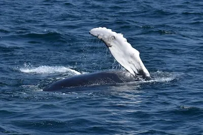 Decoding Humpback Whale Dreams: Emotional Growth & Self-Discovery