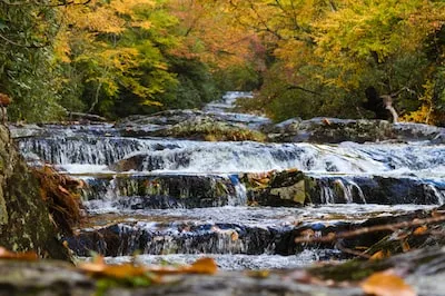 Meaning of Dreaming about a Peaceful Forest Stream: Self-Discovery and More