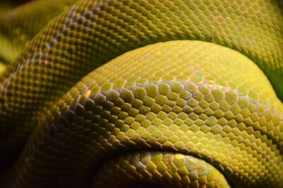 5 Meanings of a Yellow Snake in Your Dreams