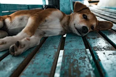 Understanding Dead Dog Dreams: the Emotional and Spiritual Significance