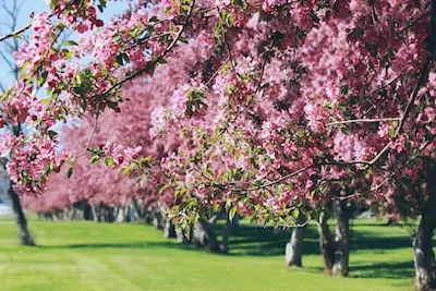 Cherry Tree Dreams: Signifying New Beginnings, Happiness, and Fragility