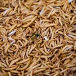 green and black insect on brown textile