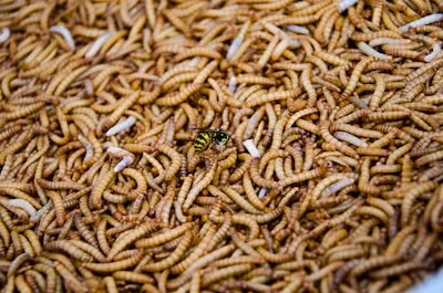 Understanding Maggot Dreams: Challenges and Transformation Opportunities