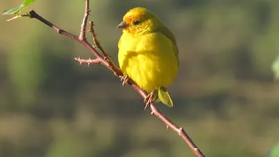 Interpreting Canary Dreams: Symbols of Peace or Betrayal?