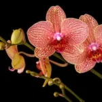 shallow focus photo of pink flowers