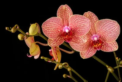 Unveiling Orchid Meaning in Dreams: Personal Growth & Relationships