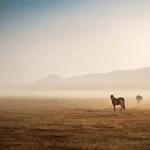 three people riding horses on brown field during daytime