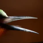 close up photo of black bird beak