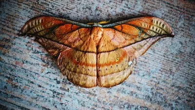 Unlock the Symbolism of Moth Dreams: Personal Growth and Mysterious Insights Revealed