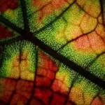 red and green leaf in close up photography