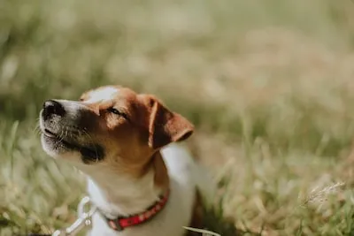 Unraveling the Symbolic Meaning of Jack Russell Terrier Dreams