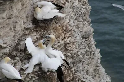 Interpreting Gannet Dreams: Freedom, Strength and Transformation