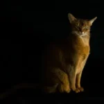 orange tabby cat on black surface