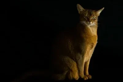 Meaning of Abyssinian Cat Dreams: Hidden Secrets, Change, and More