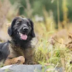 black and tan german shepherd puppy on brown rock during daytime