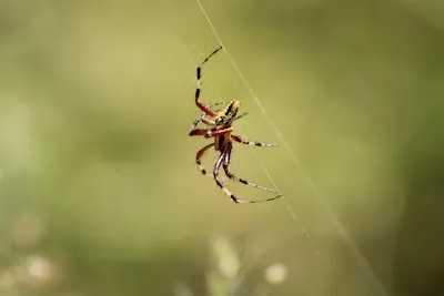 Black Spider Dreams: Insights into Health, Conflict & Personal Growth